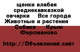 щенки алабая ( среднекавказкой овчарки) - Все города Животные и растения » Собаки   . Крым,Ферсманово